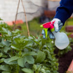Pest Control without Chemicals: Natural, Safe, and Effective