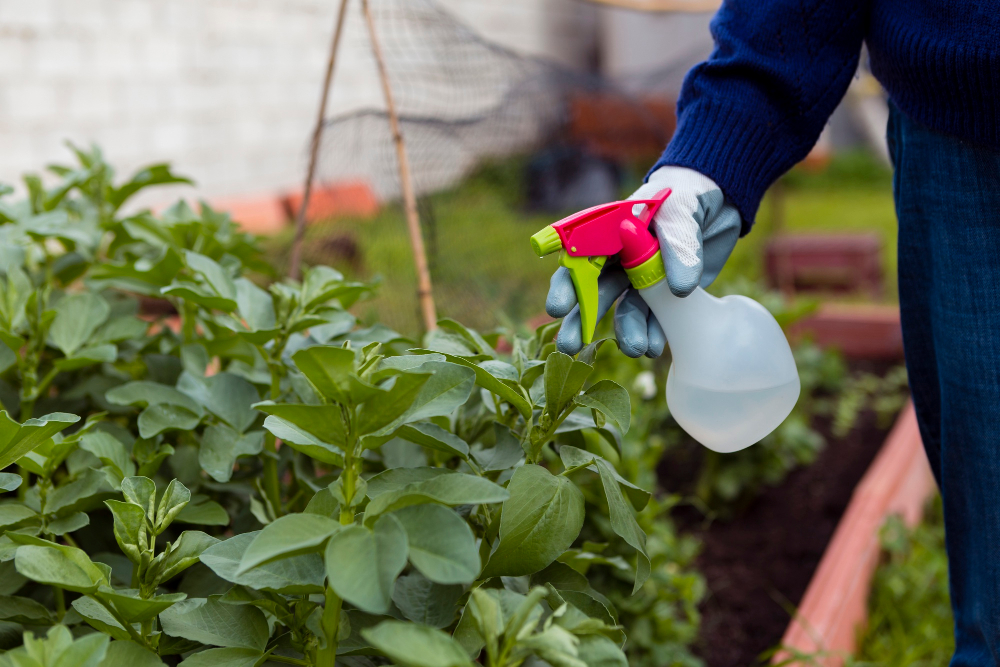 Pest Control without Chemicals: Natural, Safe, and Effective