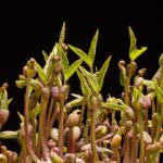Seed Germination Shortcuts for Greener Thumbs