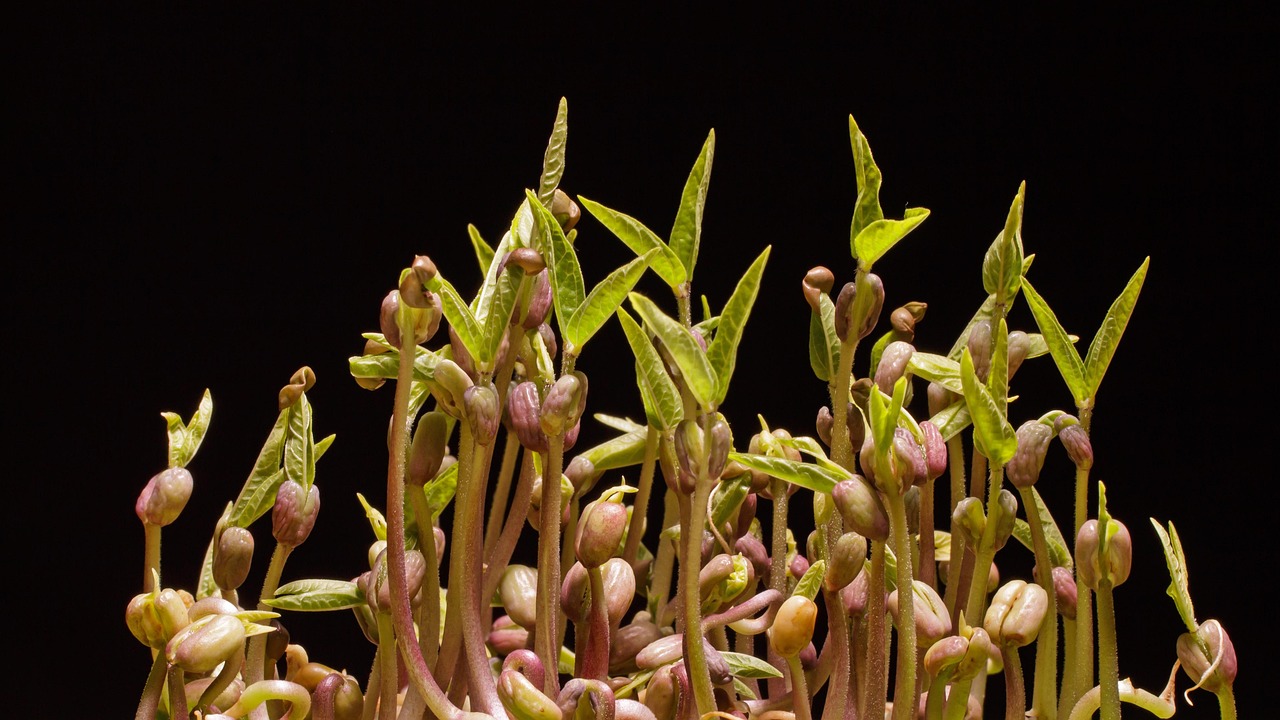 Seed Germination Shortcuts for Greener Thumbs
