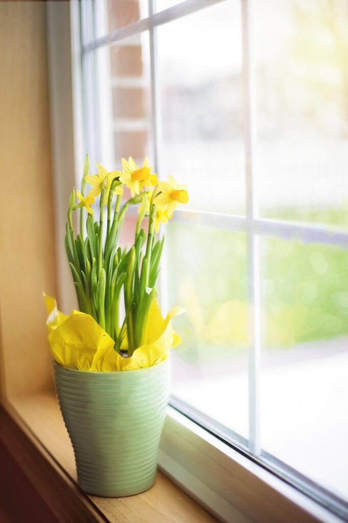 Daffodils 1316128 1280