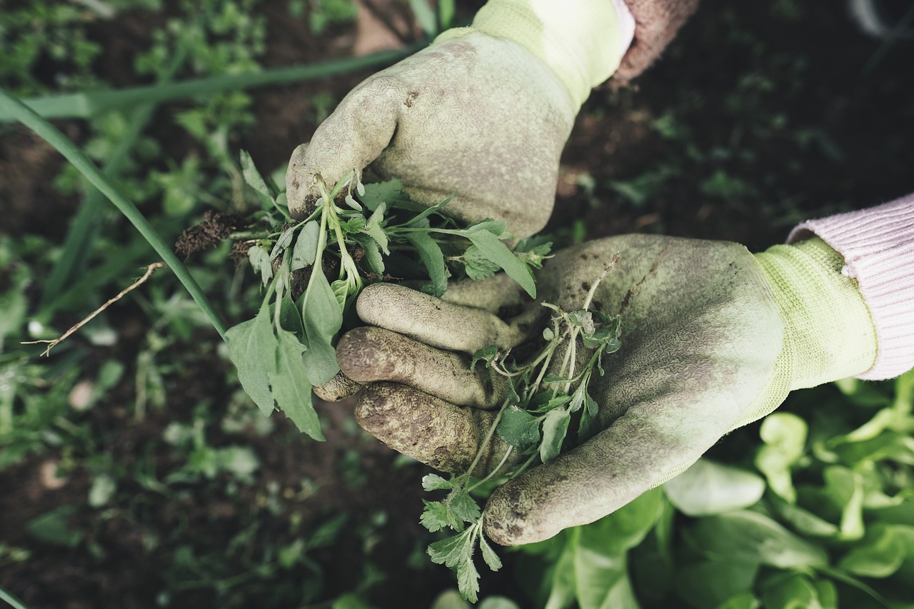Weed Removal Hacks That’ll Outsmart Mother Nature