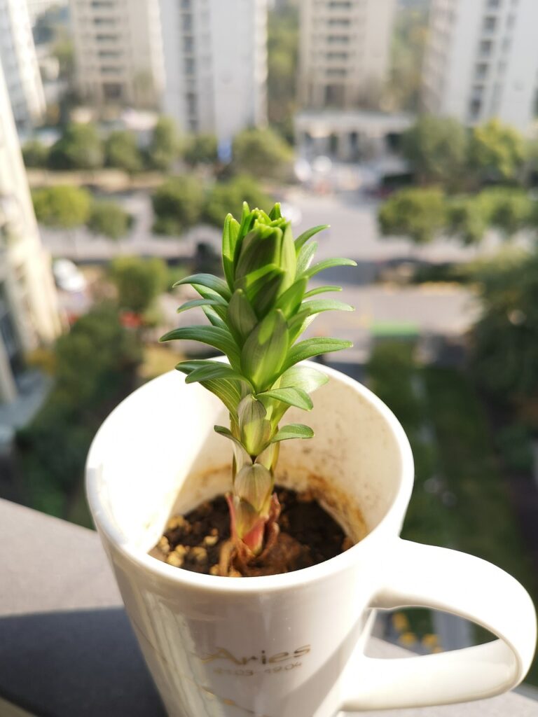 Germination 4959545 1280 1