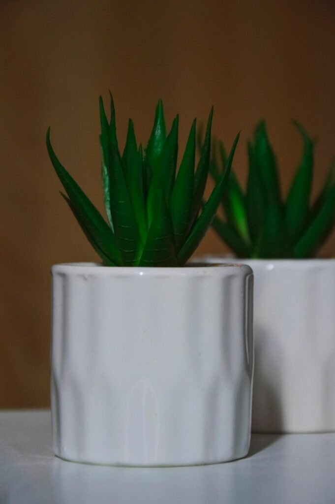 Houseplants 6969656 1280