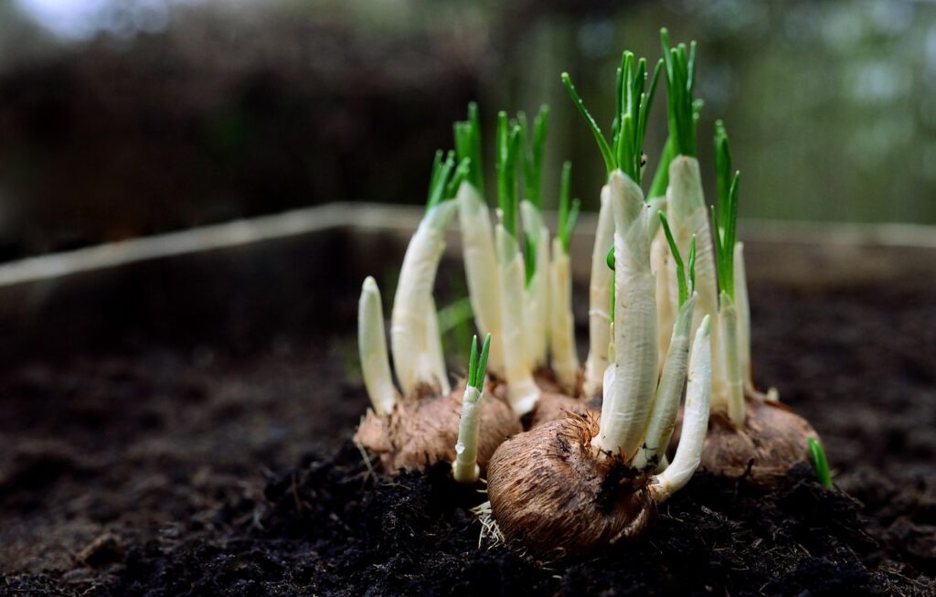 Onions 8556903 1280 1