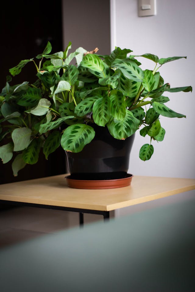 Pexels Jardindeneko 32724560