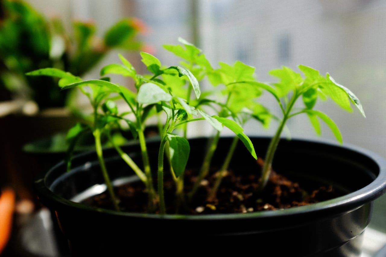 Herb and Vegetable Growing Indoors Like a Pro