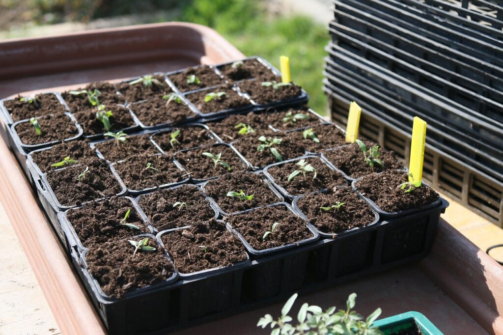 Plants 5069661 1280