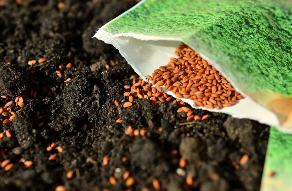 Seeds 1302793 1280